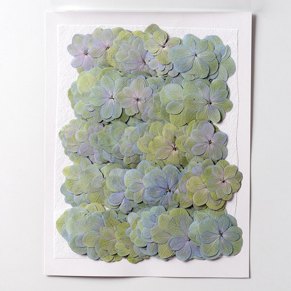 30個入り、様々な色の押し花（ドライフラワー）。レジンクラフ - Dried Flower Bulk のレビューと価格