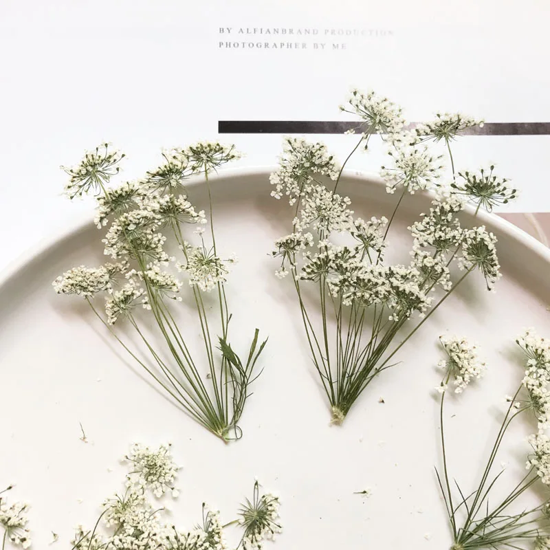 5-7cm/12個、枝付き雪の小さな花、ドライフラワーエンボ - Dried Flower Bulk のレビューと価格