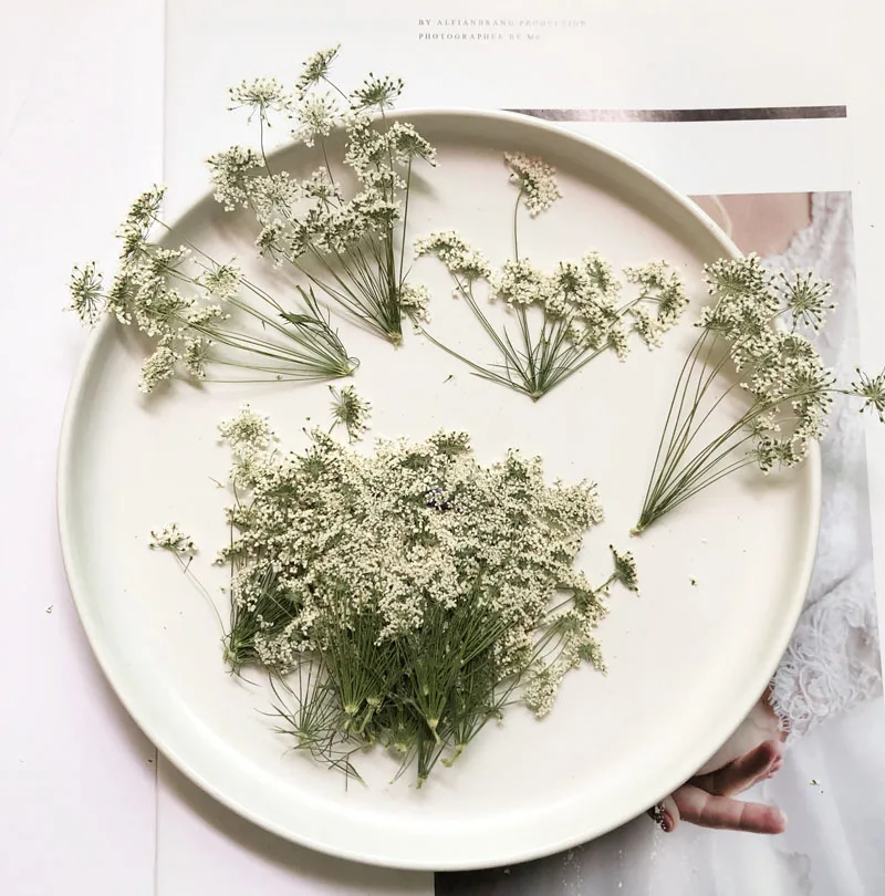 5-7cm/12個、枝付き雪の小さな花、ドライフラワーエンボ - Dried Flower Bulk のレビューと価格