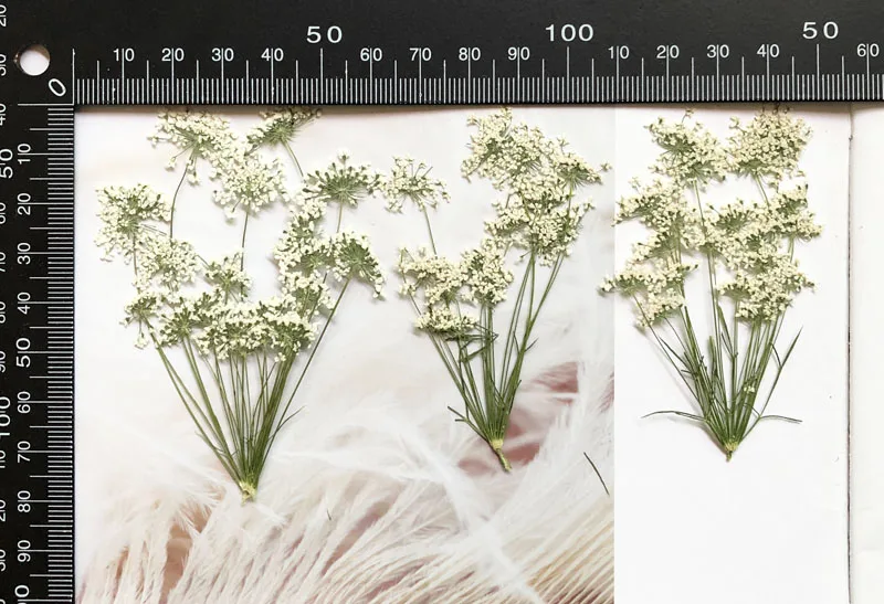 5-7cm/12個、枝付き雪の小さな花、ドライフラワーエンボ - Dried Flower Bulk のレビューと価格