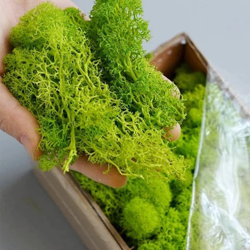人工緑の植物,エターライフ草,ミニ景観,偽草,家,居間,庭の - Terrarium Moss Art のレビューと価格