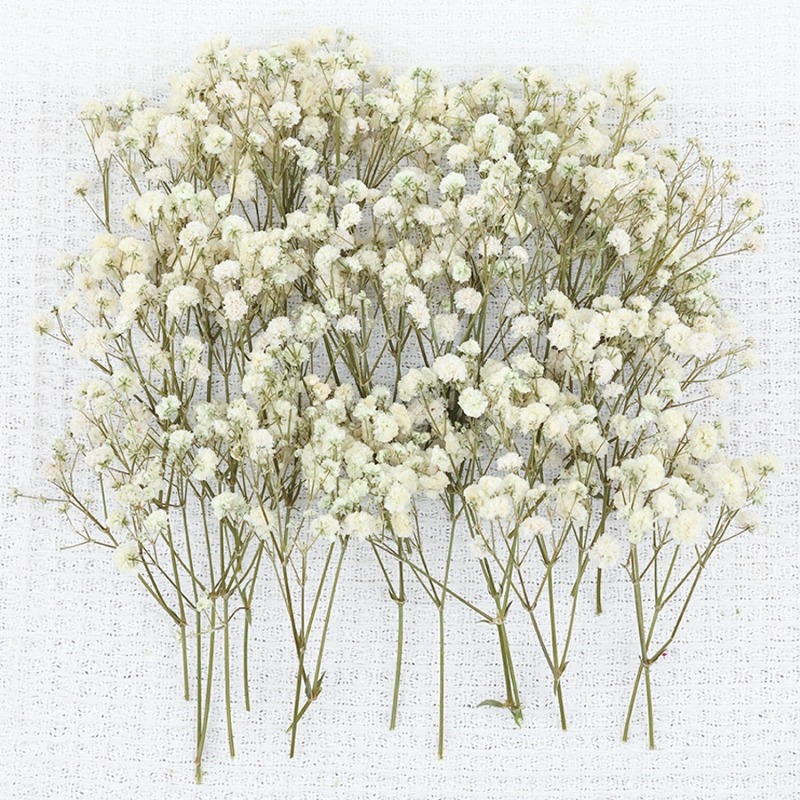50個入り天然ドライジプソフィラ（ベイビーズブレス）フラワー - Dried Flower Bulk のレビューと価格