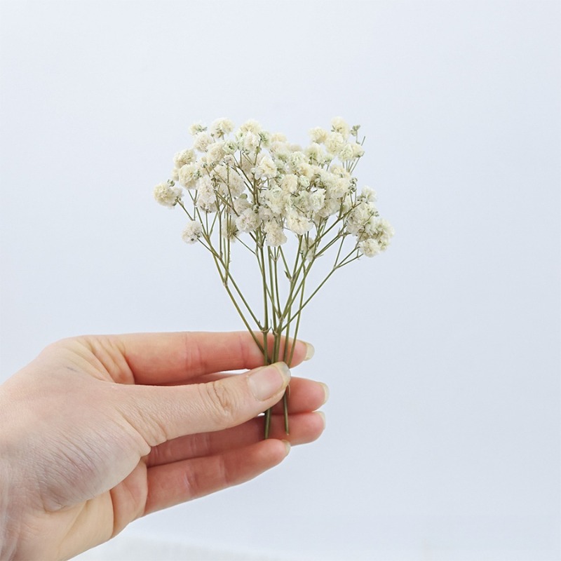 50個入り天然ドライジプソフィラ（ベイビーズブレス）フラワー - Dried Flower Bulk のレビューと価格